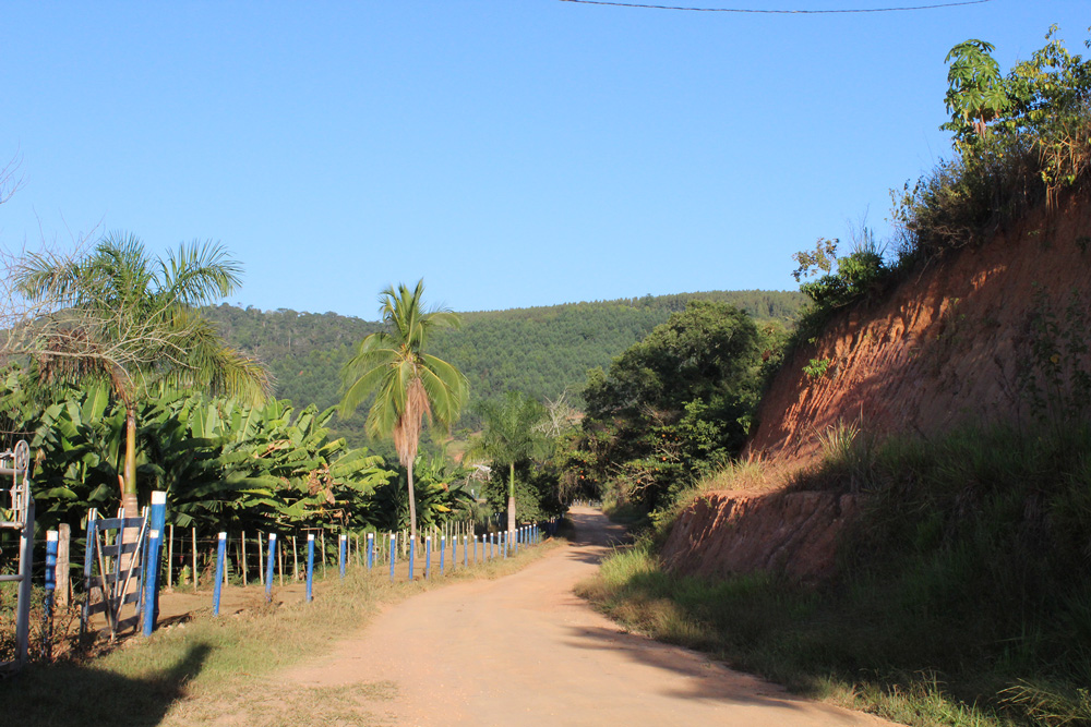 Fazenda Estrela do Capim - Vacas Leiteiras e Novilhos Girolando