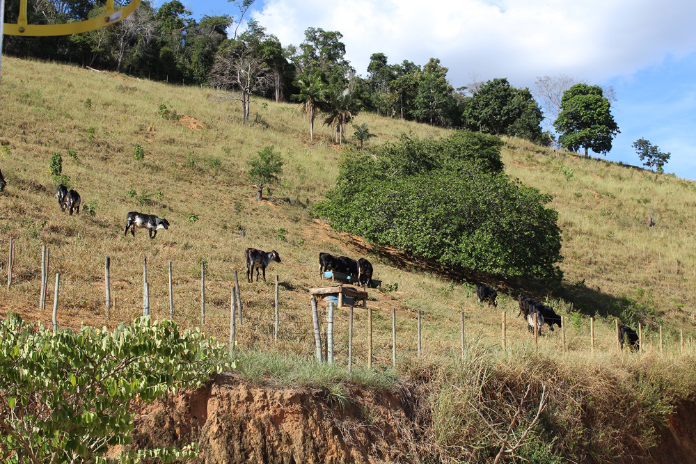 Fazenda Estrela do Capim - Vacas Leiteiras e Novilhos Girolando