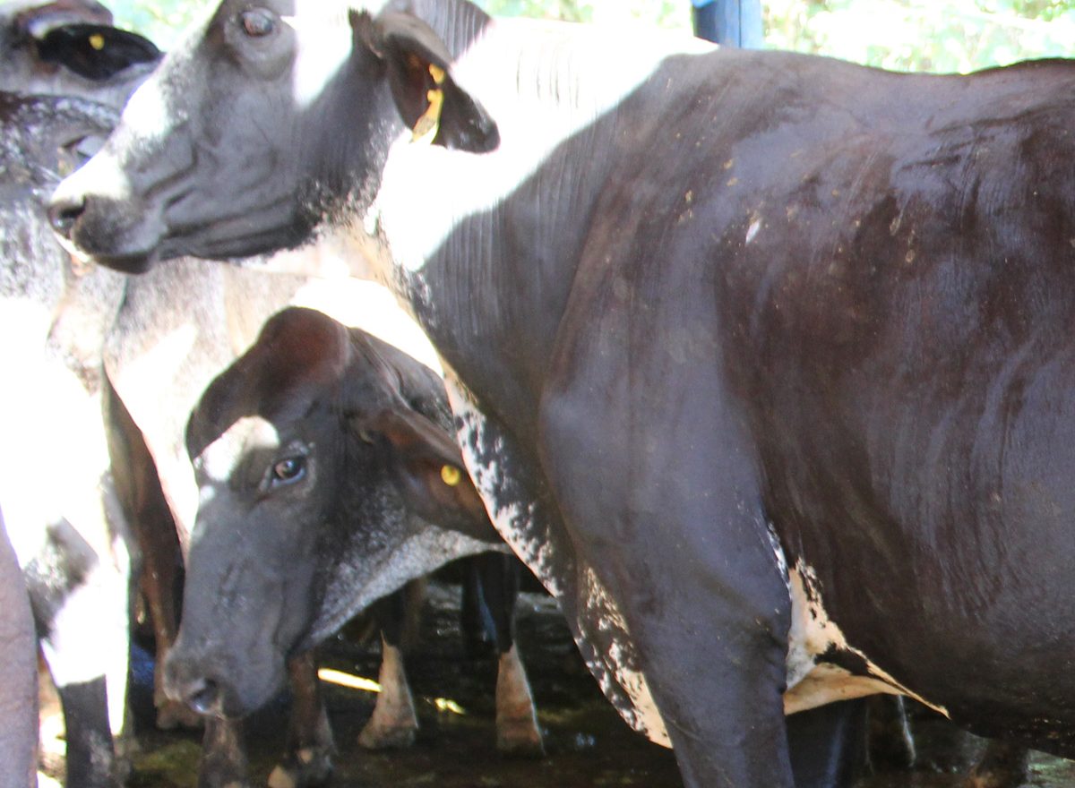 Fazenda Estrela do Capim - Vacas Leiteiras e Novilhos Girolando