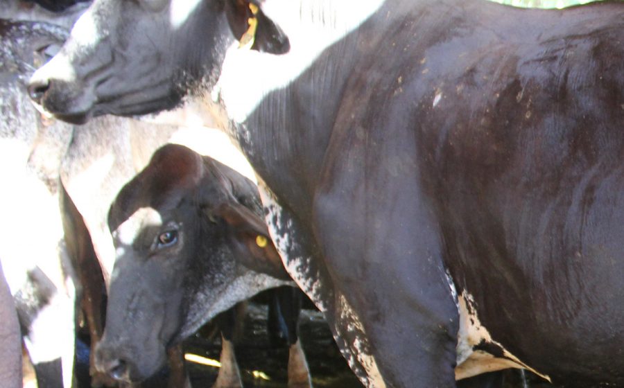 Fazenda Estrela do Capim - Vacas Leiteiras e Novilhos Girolando