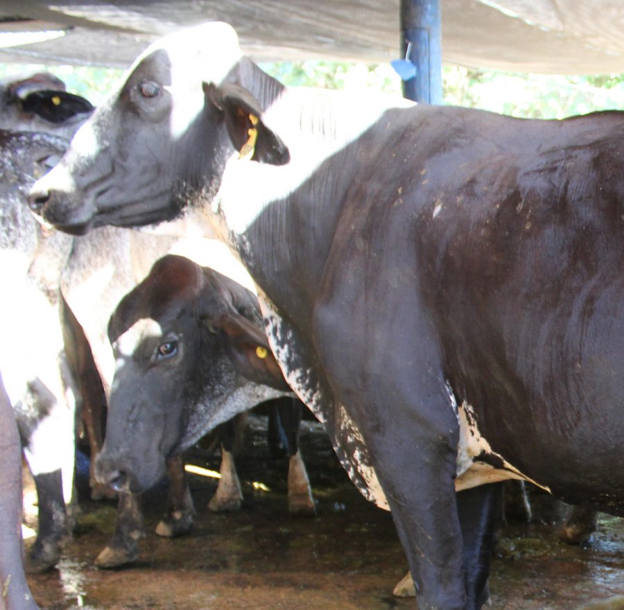 Fazenda Estrela do Capim - Vacas Leiteiras e Novilhos Girolando
